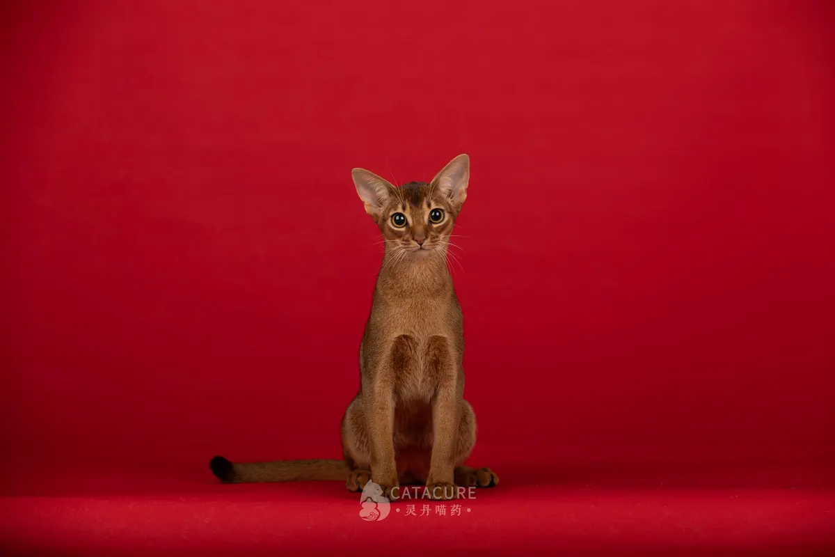 Abyssinian
