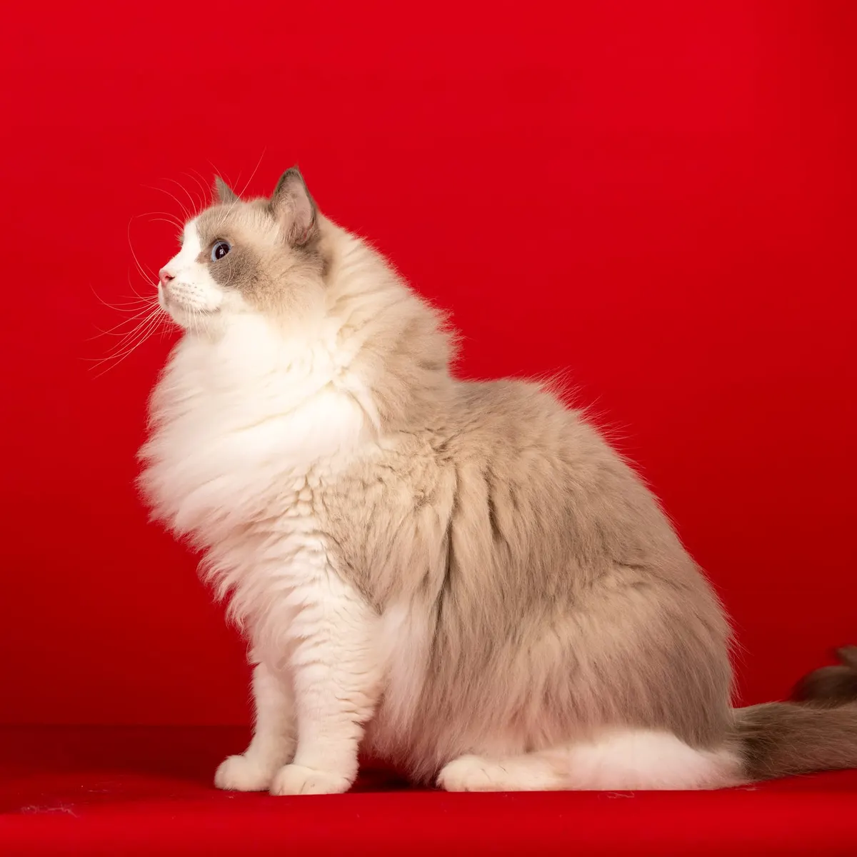 Ragdoll
