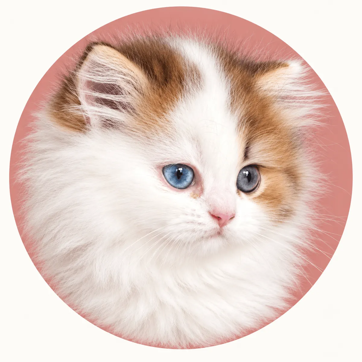 Milo