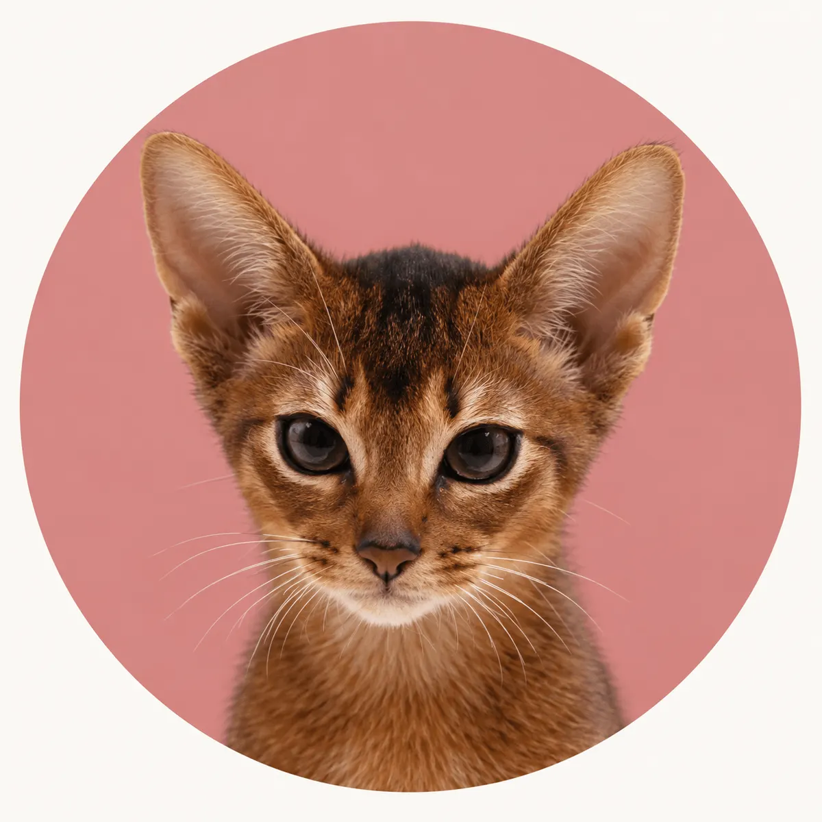 Kairo, Abyssinian
