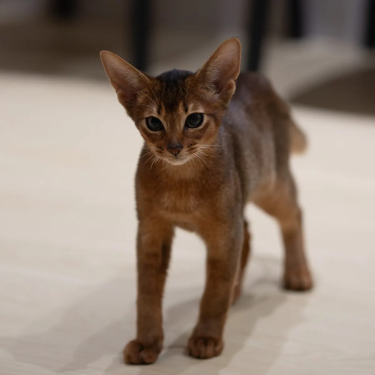Kairo photo