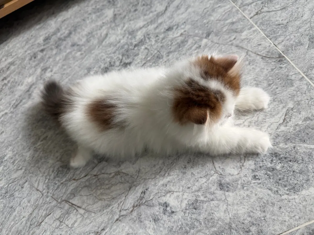 Milo photo