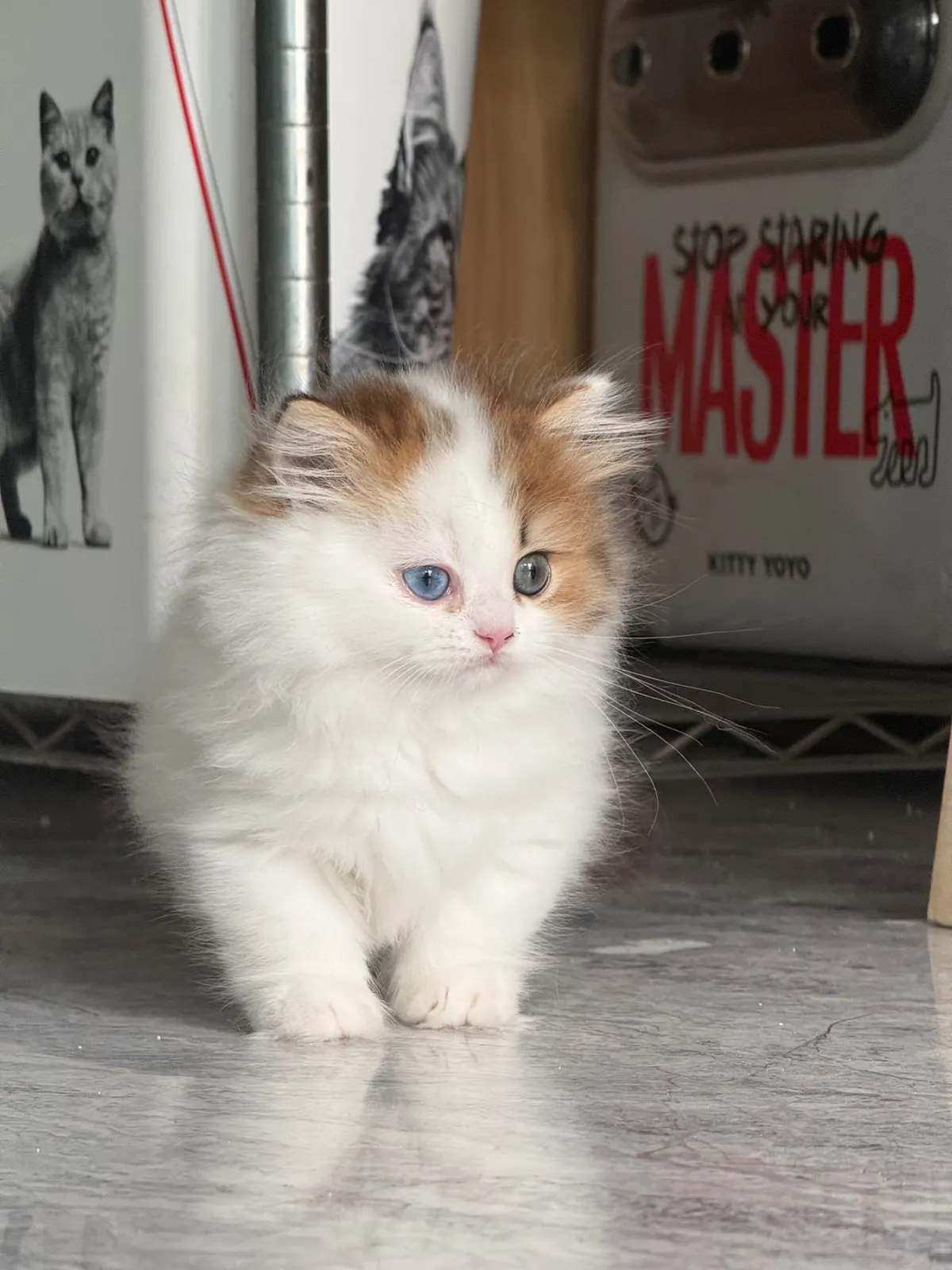 Milo photo