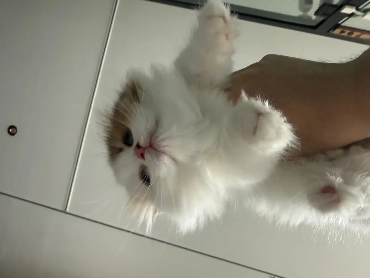 Milo photo
