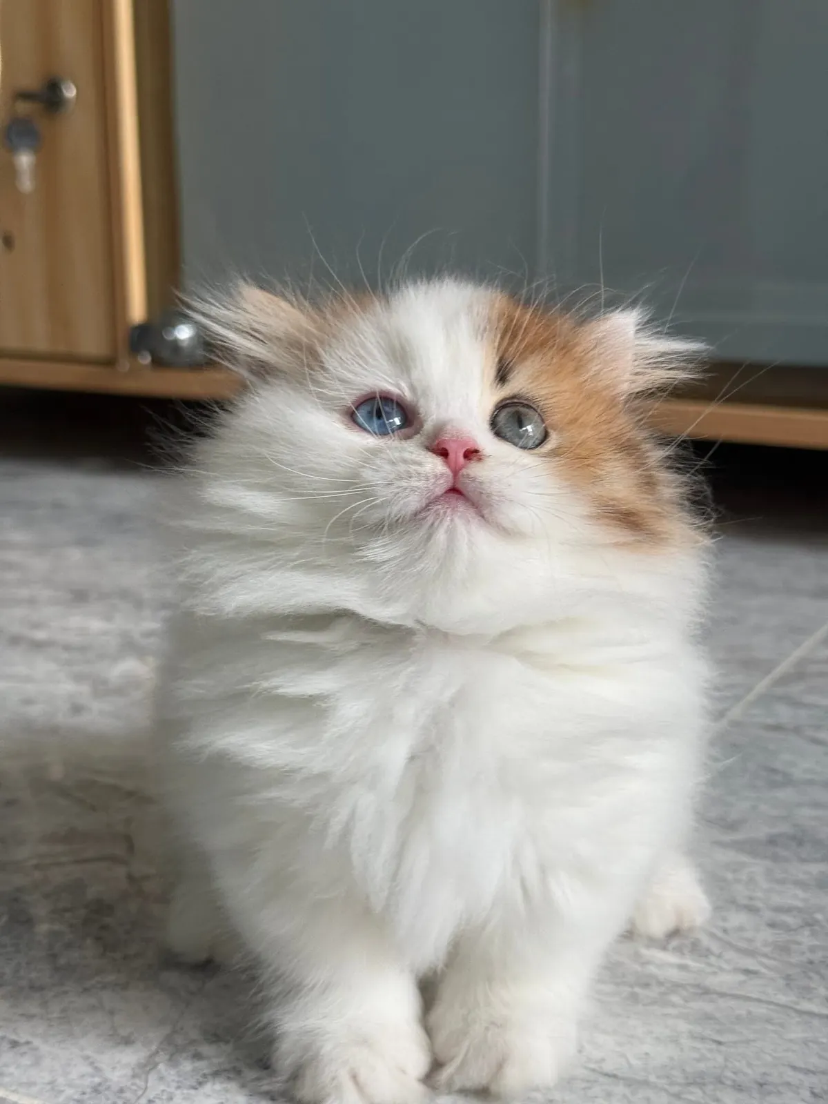 Milo photo