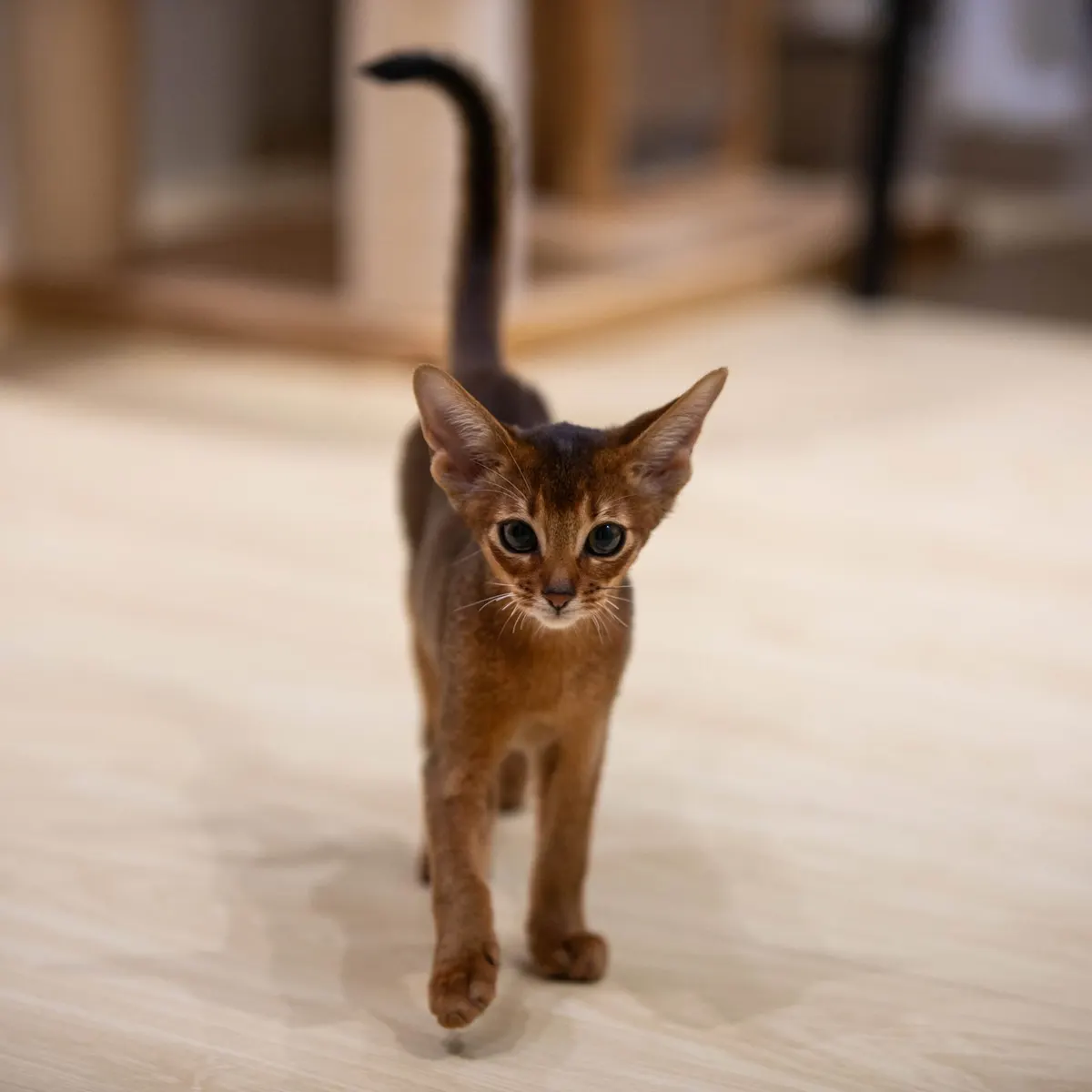 Abyssinian