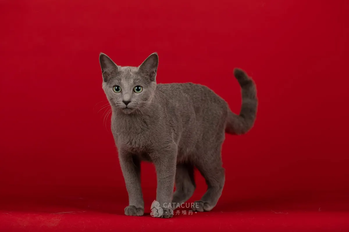 Russian Blue
