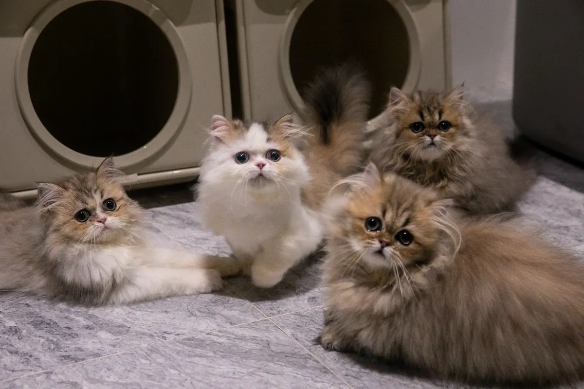 Catacure kittens