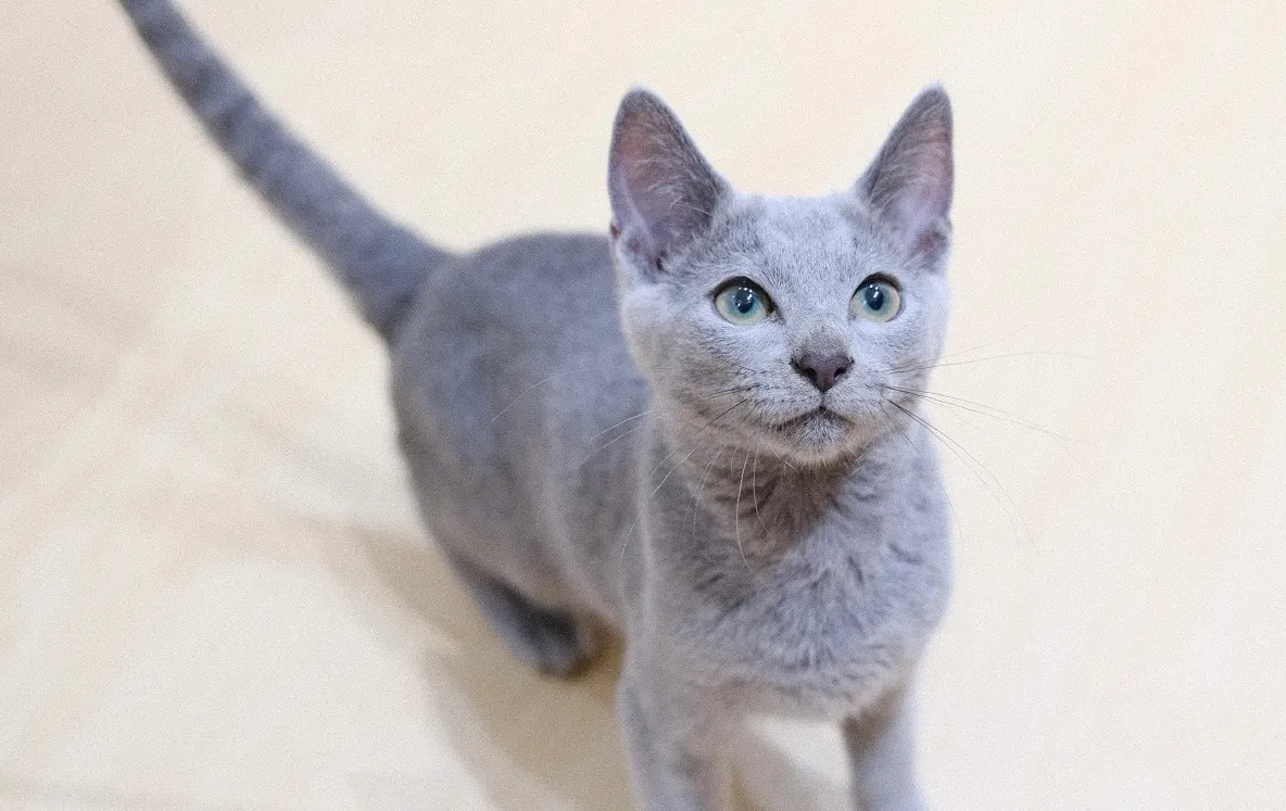 A Catacure cat