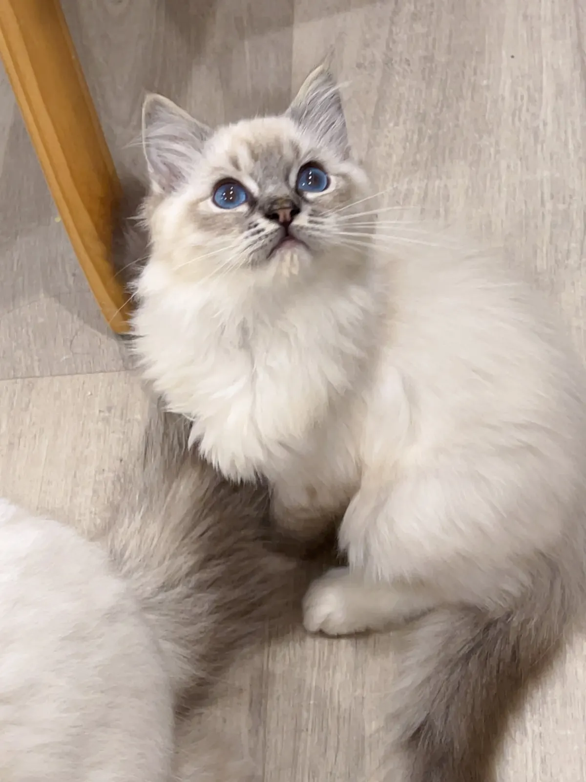 Leo photo