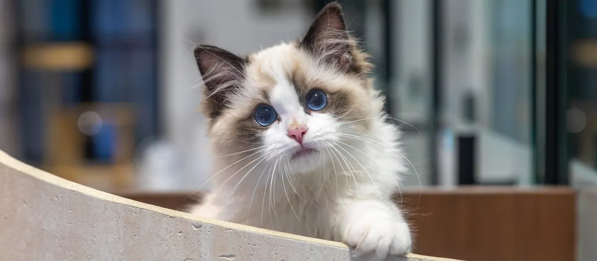 Ragdoll