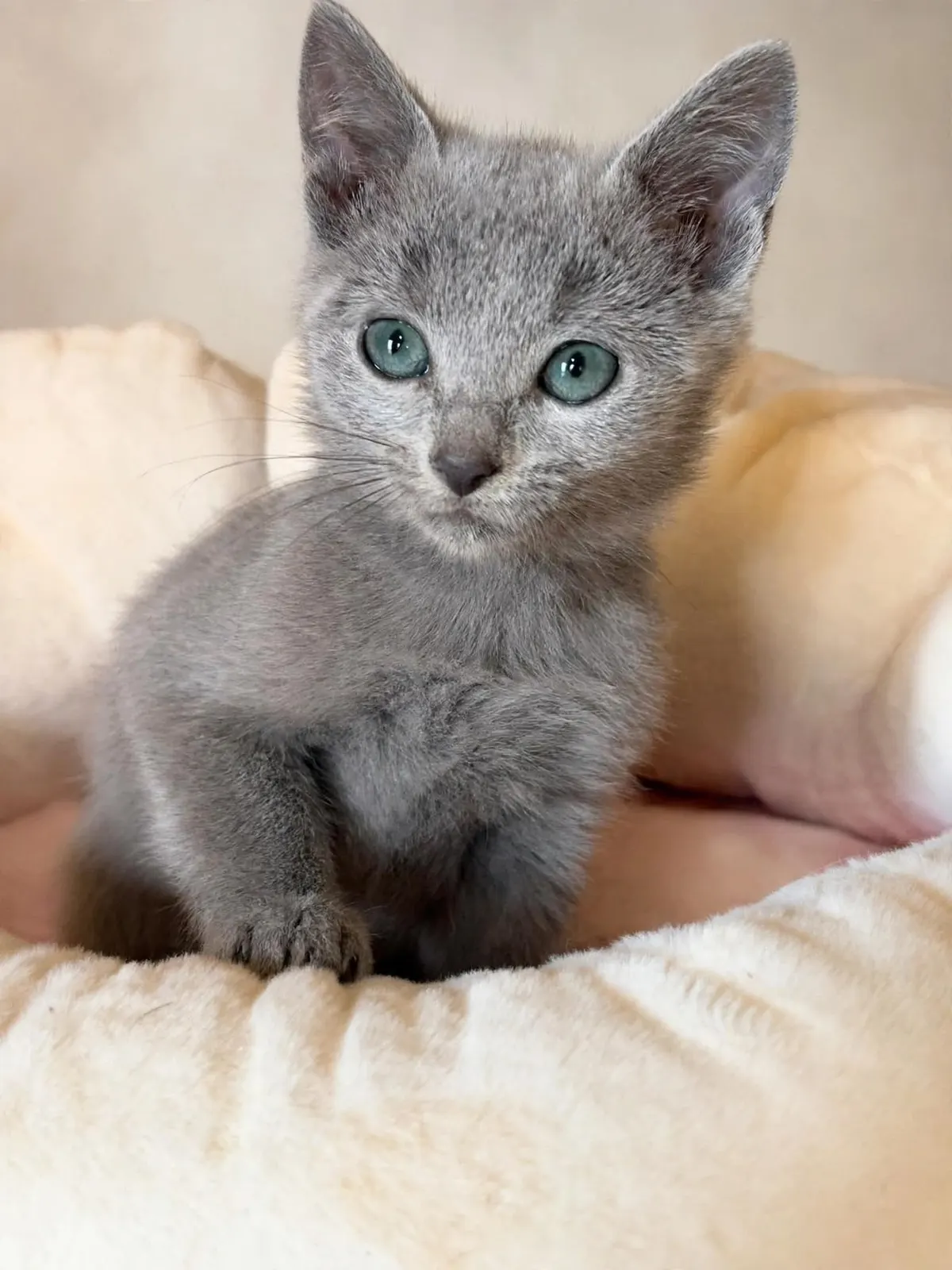 Misha photo