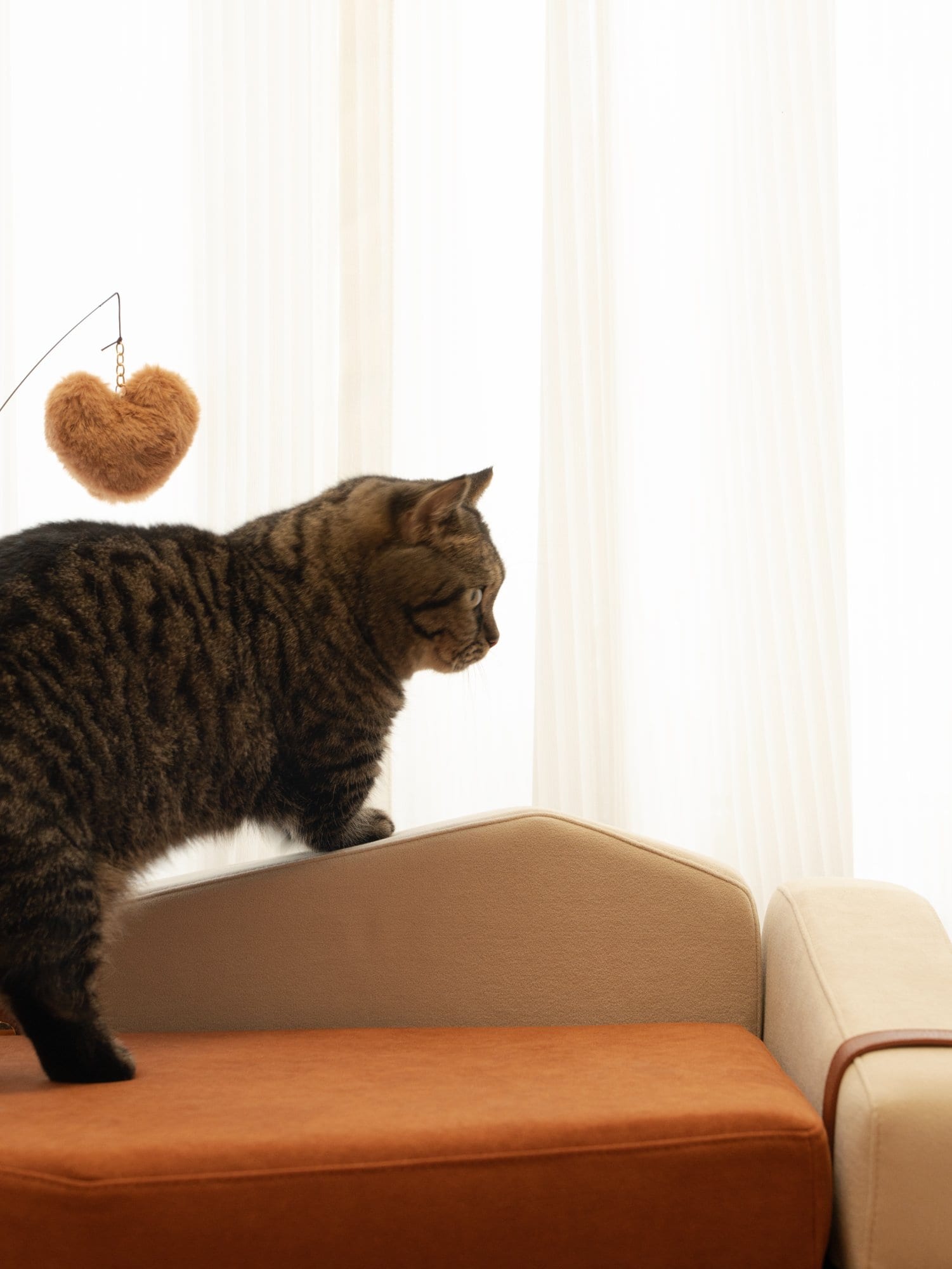 Pet sofa summit — Dual-Color photo 3