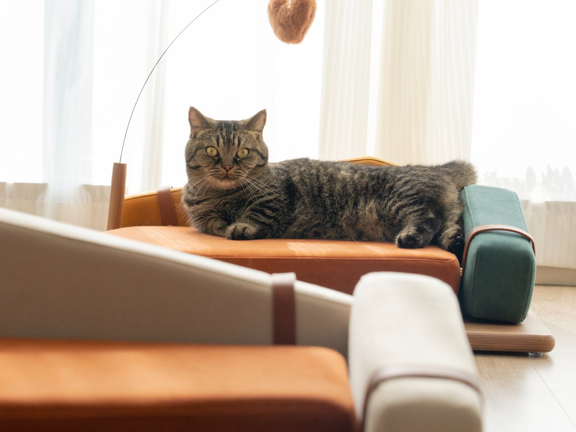 Pet sofa summit — Dual-Color photo 4