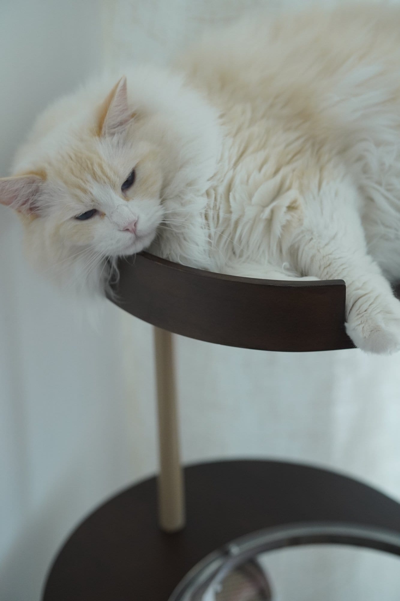Catime Cat Tree — Dark Brown photo 8