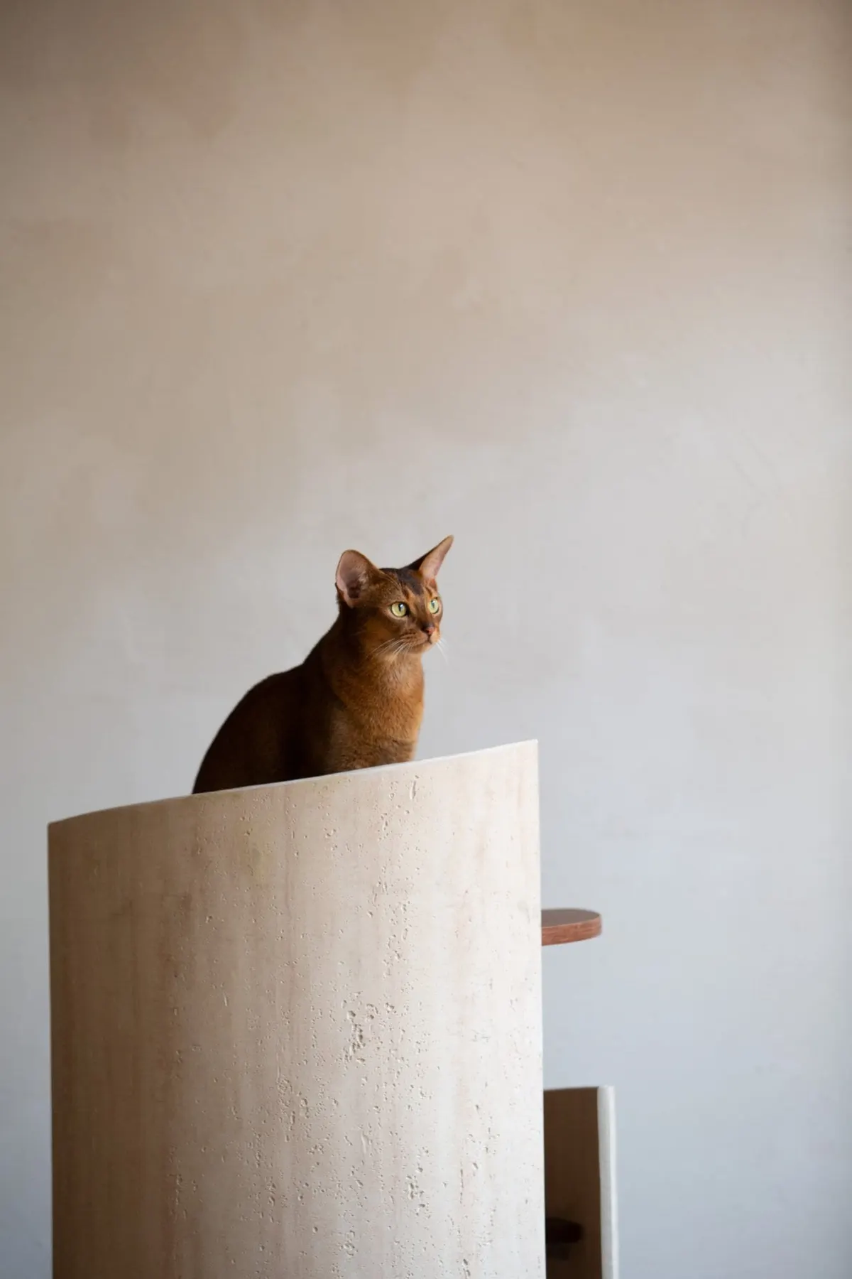 Hoppa Cat Tree photo 8