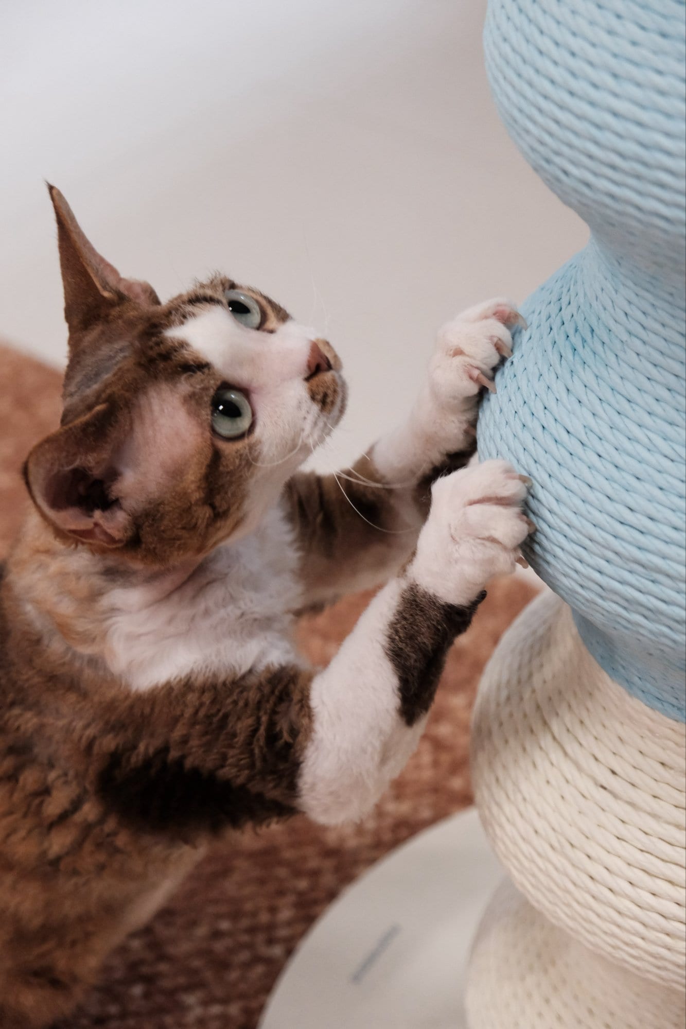 Coral Scratch Post — White & Blue photo 1
